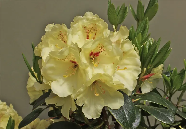 Photo of R. 'Sun Spirit', Rhododendron Hybrid
