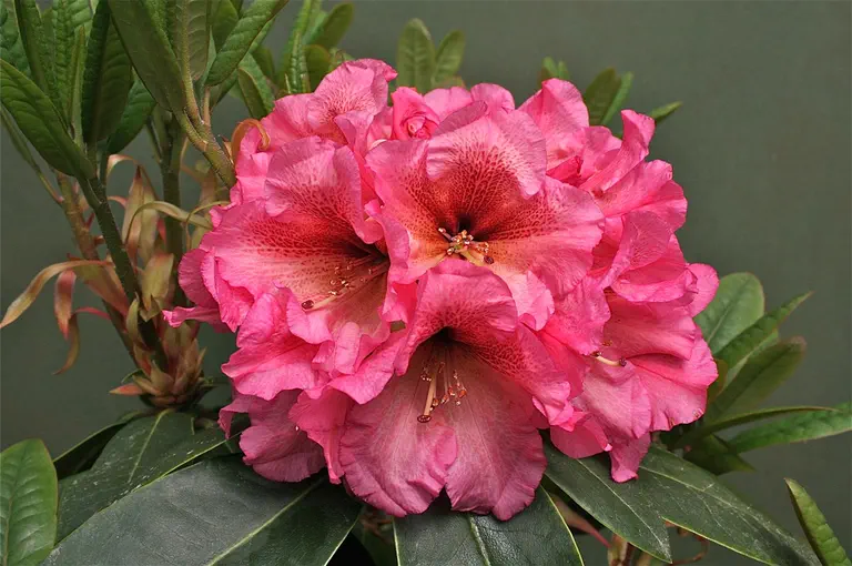 Photo of R. 'Teton Twilight', Rhododendron Hybrid