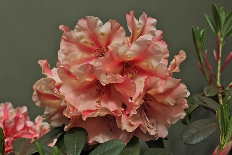 Photo of R. 'Tropical Gem', Rhododendron Hybrid