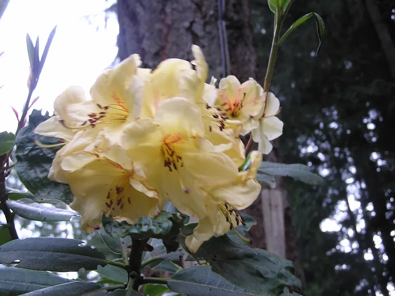 Photo of R. 'Double Eagle', Rhododendron Hybrid