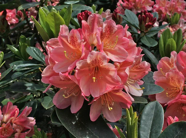 Photo of R. 'Twilight Touch', Rhododendron Hybrid