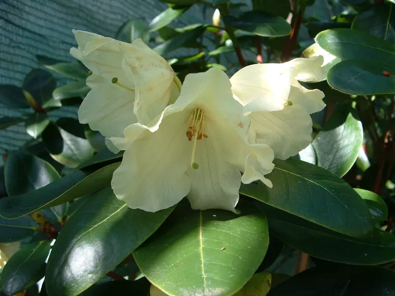 Photo of R. 'Doubloons', Rhododendron Hybrid