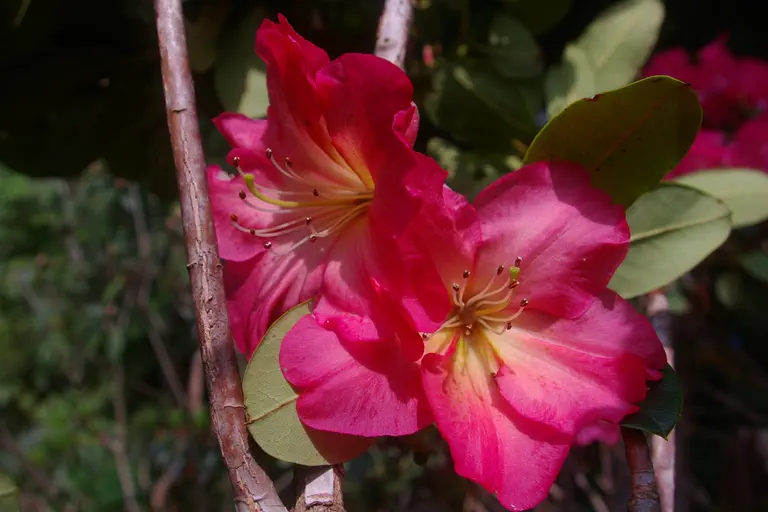 Photo of R. 'Sloppy Joe', Rhododendron Hybrid