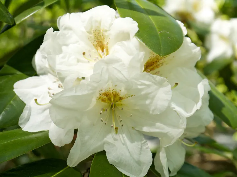 Photo of R. 'Nearing Hardy White', Rhododendron Hybrid