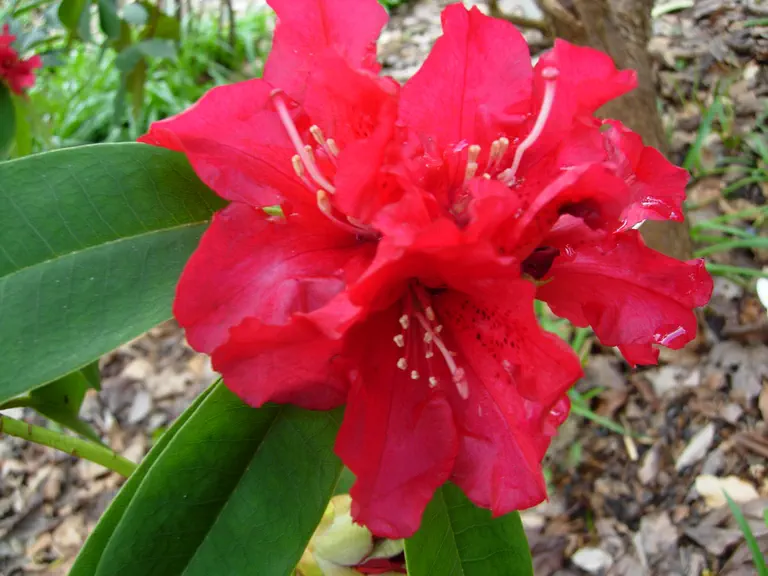 Photo of R. 'Douglas McEwan', Rhododendron Hybrid