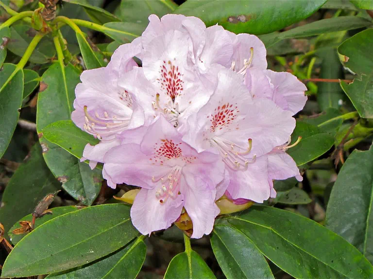 Photo of R. 'Beauty of Surrey', Rhododendron Hybrid