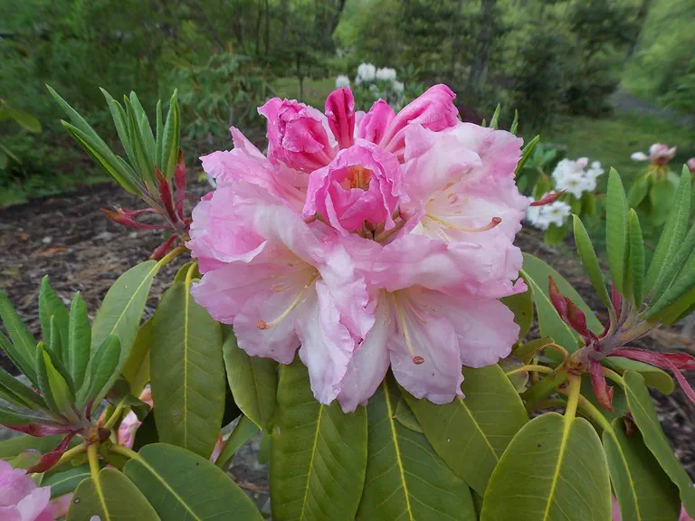 Photo of R. 'Beauty of Halesite', Rhododendron Hybrid