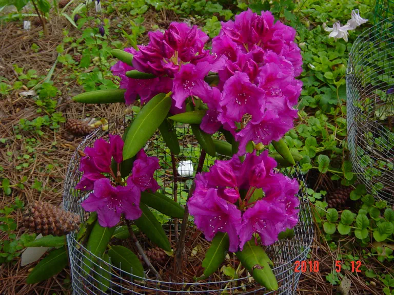 Photo of R. 'Cocheco Prince Royal', Rhododendron Hybrid