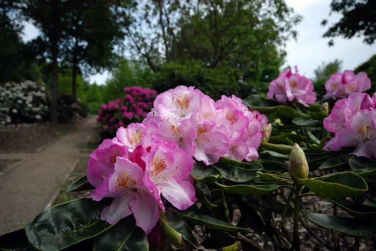 Photo of R. 'Duchess of Teck', Rhododendron Hybrid