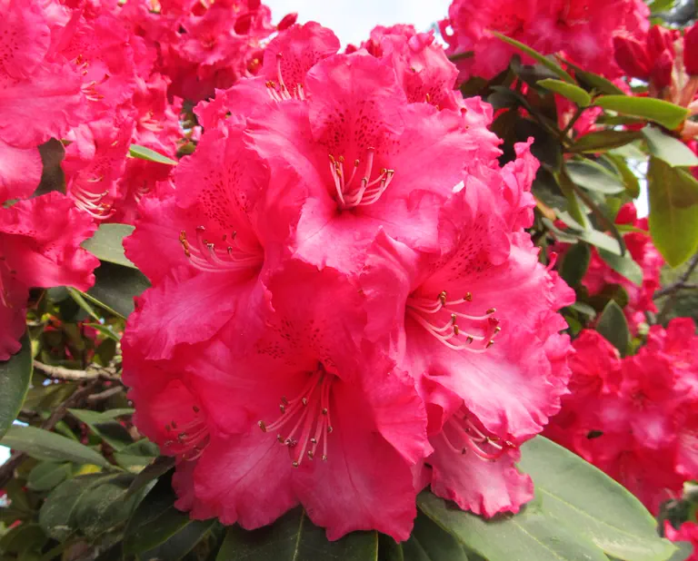 Photo of R. 'Helen Druecker', Rhododendron Hybrid