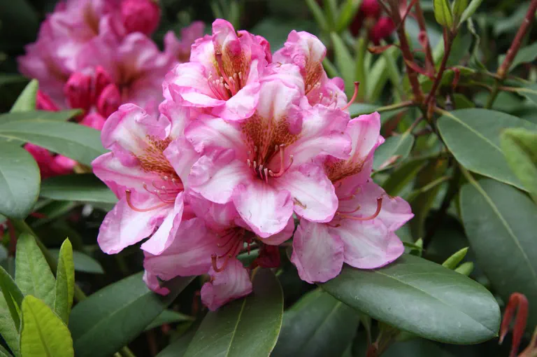 Photo of R. 'Duke of York', Rhododendron Hybrid
