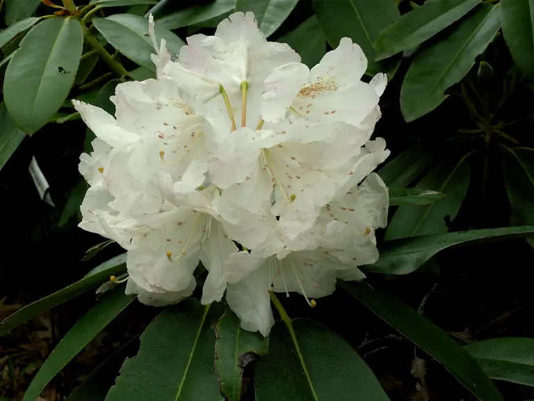 Photo of R. 'Carol's Super White', Rhododendron Hybrid