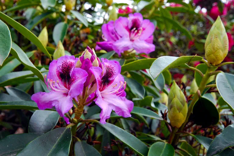 Photo of R. 'Durantik', Rhododendron Hybrid