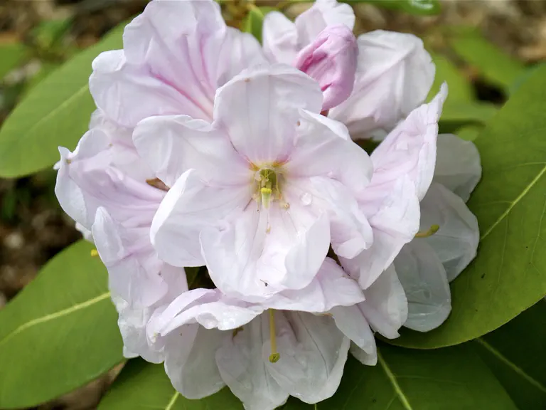 Photo of R. 'Mario Pagliarini', Rhododendron Hybrid