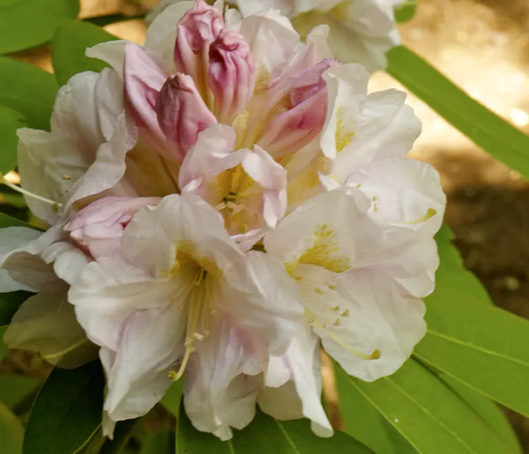 Photo of R. 'Haag's Fabulous', Rhododendron Hybrid