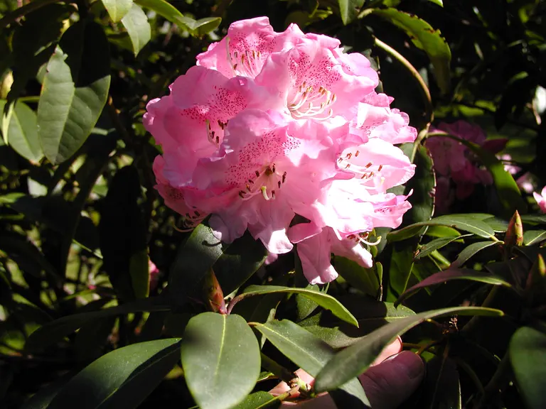 Photo of R. 'Rosalind x Pink Prelude', Rhododendron Hybrid
