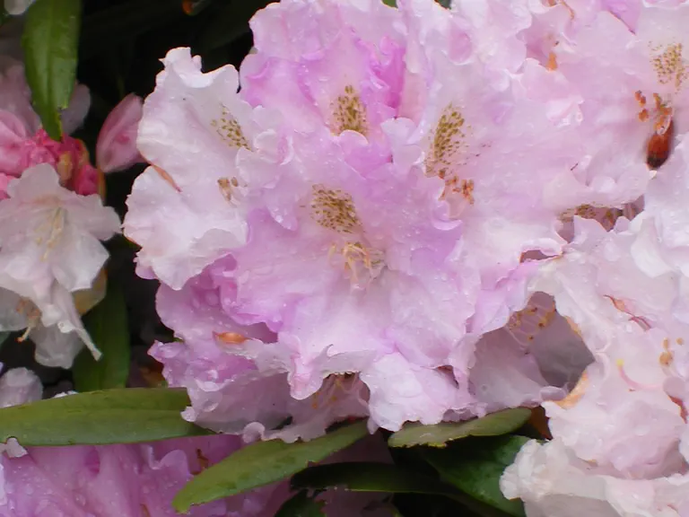 Photo of R. 'yakushimanum x Blue Hawaii', Rhododendron Hybrid