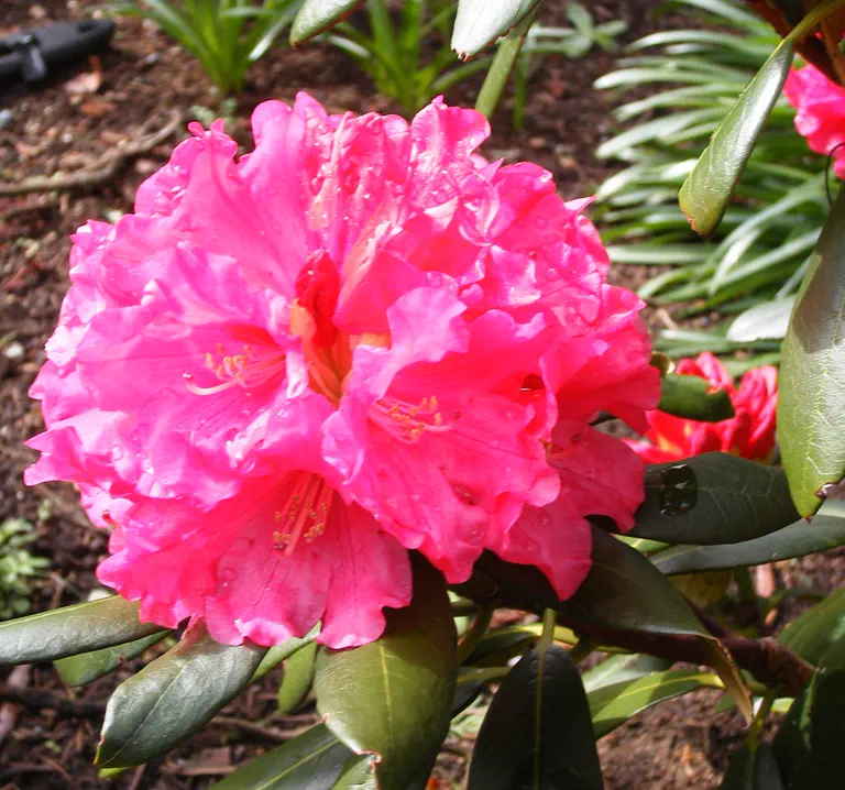 Photo of R. 'Noyo Brave x Fragrant Red', Rhododendron Hybrid