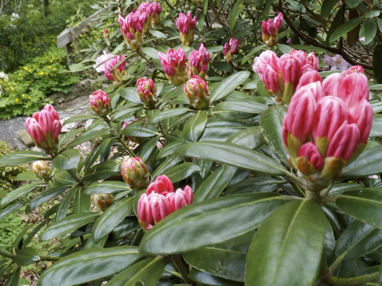 Photo of R. degronianum ssp yakushimanum 'Caperci Dwarf', Rhododendron Species Selection