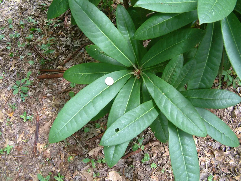Photo of R. 'maximum x calophytum', Rhododendron Hybrid