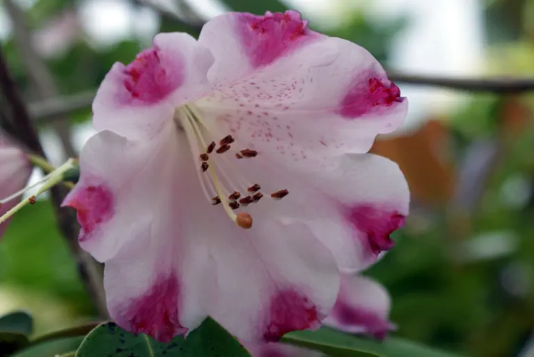 Photo of R. oreodoxa var fargesii 'Rudy Berg', Rhododendron Species Selection