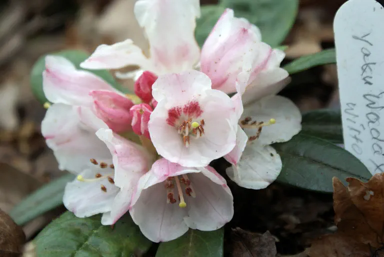 Photo of R. 'Koichiro Wada x wiltonii', Rhododendron Hybrid