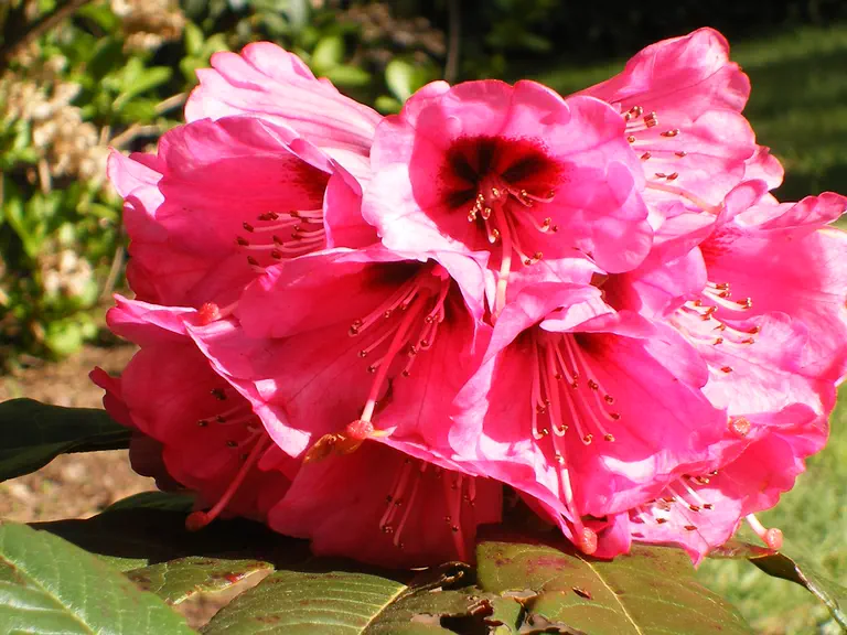 Photo of R. 'No. 6 X hodgsonii x campanulatum', Rhododendron Hybrid