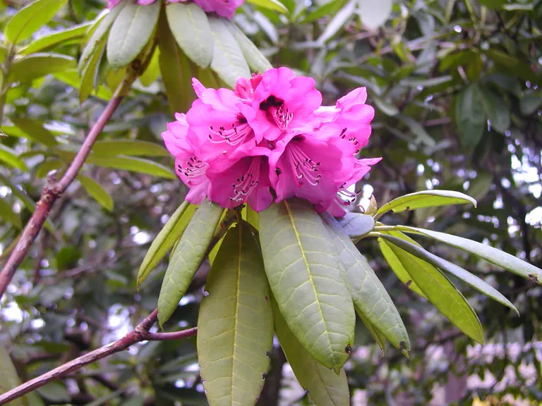 Photo of R. 'Chief Sealth X praestans x strigillosum', Rhododendron Hybrid