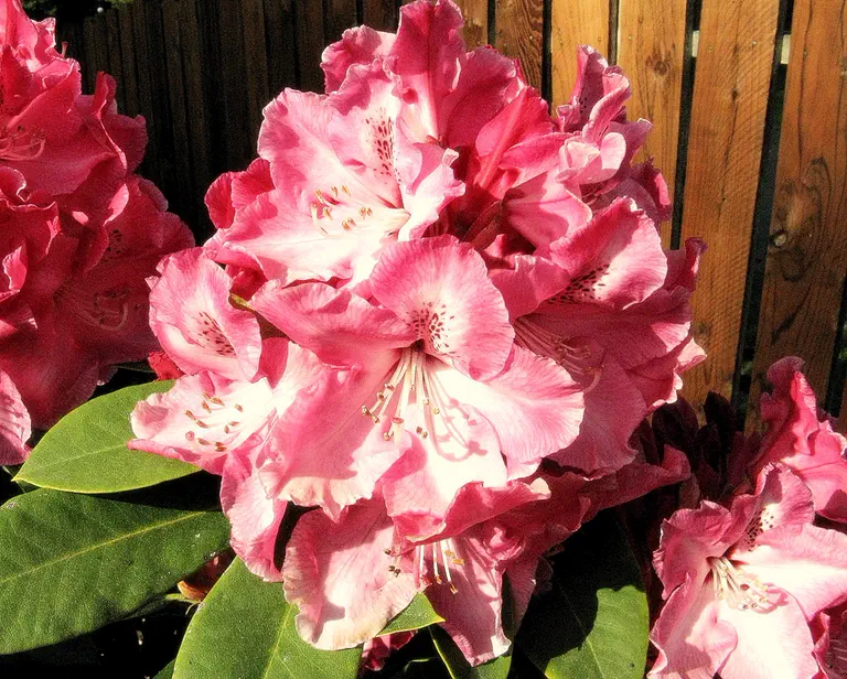 Photo of R. 'Dutch Master', Rhododendron Hybrid