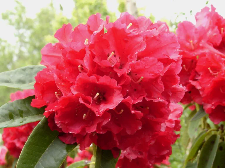 Photo of R. 'Earl of Athlone', Rhododendron Hybrid