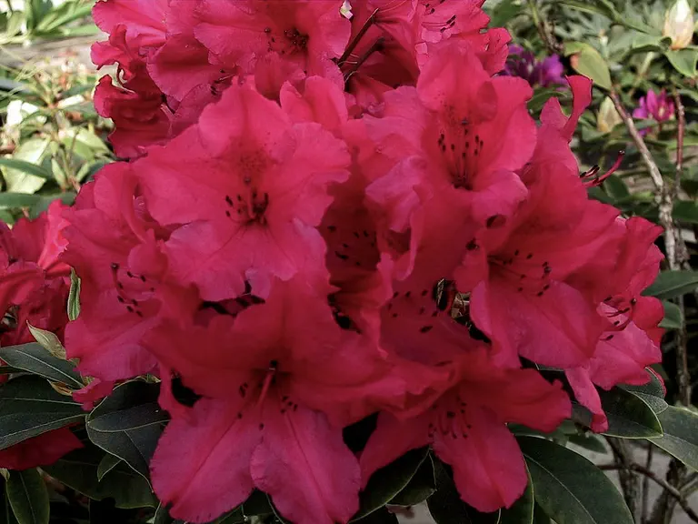 Photo of R. 'Earl of Donoughmore', Rhododendron Hybrid