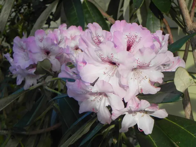 Photo of R. 'smirnowii x rex', Rhododendron Hybrid