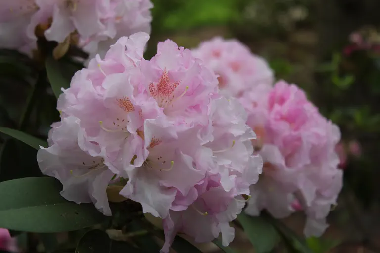 Photo of R. 'Ayomi', Rhododendron Hybrid