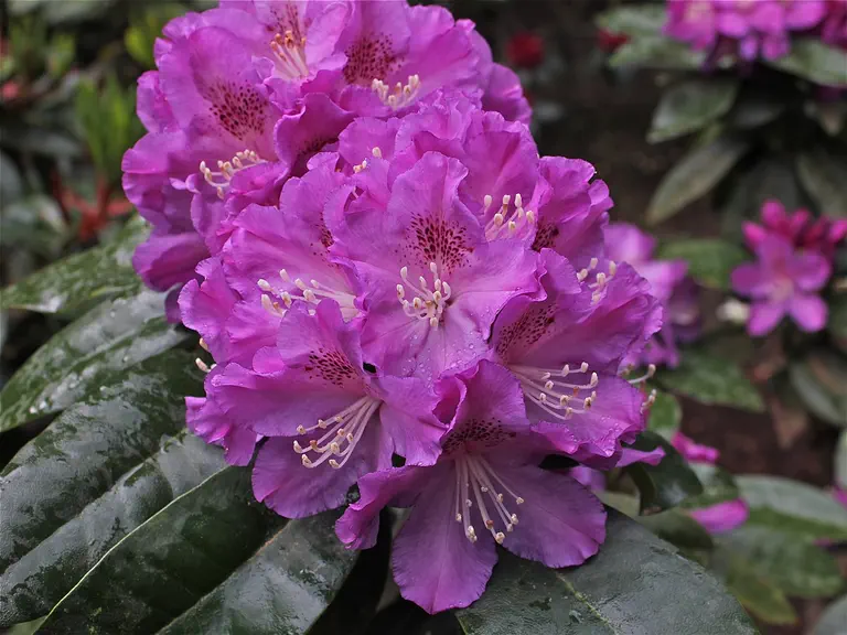 Photo of R. 'Blue Tango', Rhododendron Hybrid