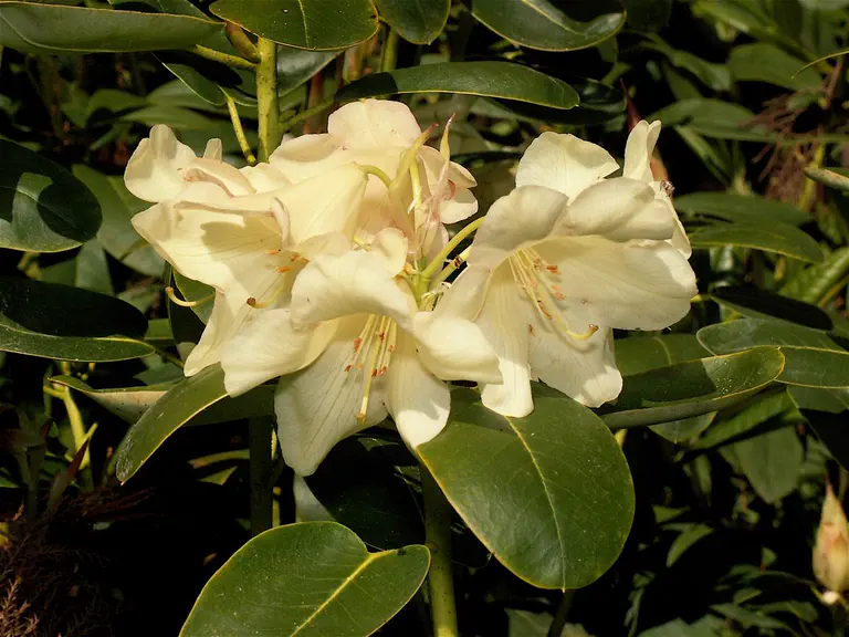 Photo of R. 'Easter Parade', Rhododendron Hybrid