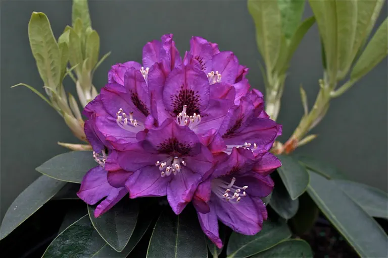 Photo of R. 'Holli's Hope', Rhododendron Hybrid