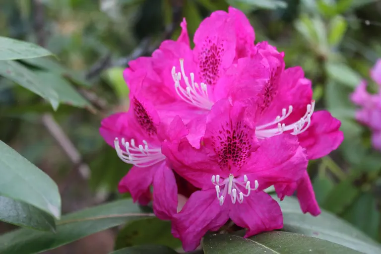 Photo of R. 'Impromptu', Rhododendron Hybrid
