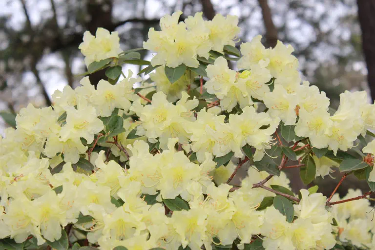 Photo of R. 'Limoncello', Rhododendron Hybrid
