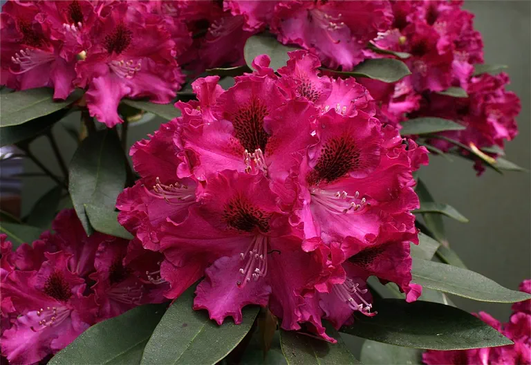 Photo of R. 'Raspberry Mist', Rhododendron Hybrid