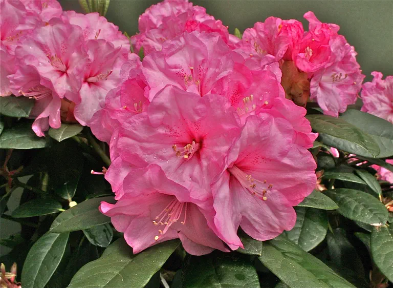 Photo of R. 'Rose Dust', Rhododendron Hybrid