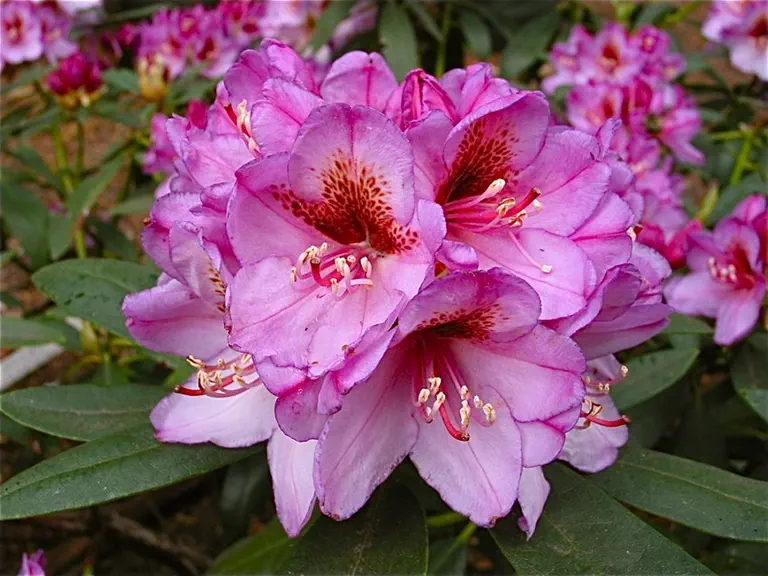 Photo of R. 'Violet Breeze', Rhododendron Hybrid