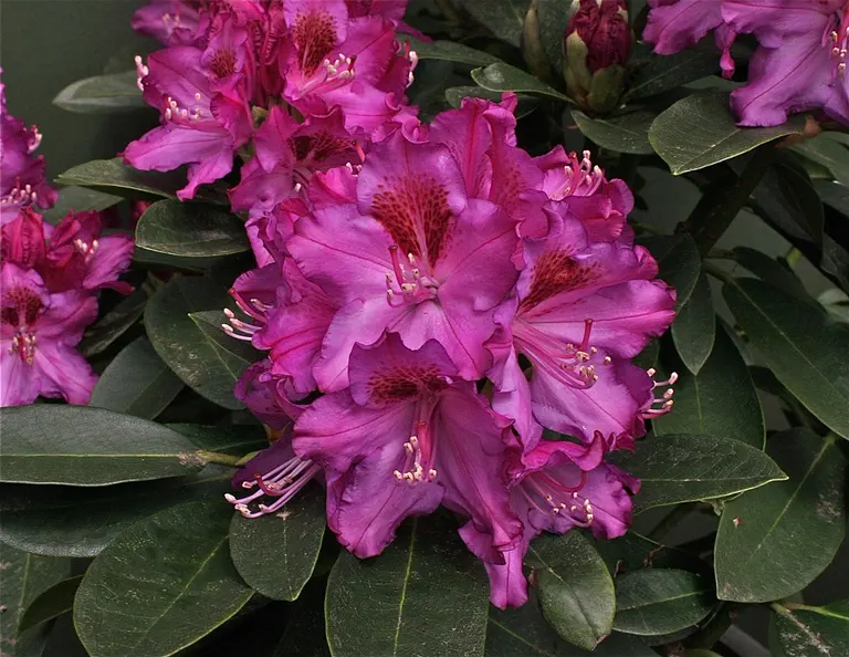 Photo of R. 'Wild Berry', Rhododendron Hybrid
