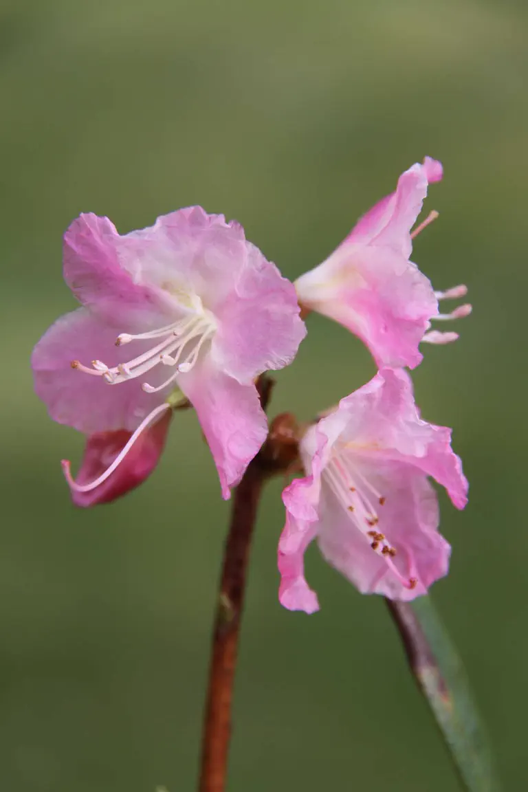 Photo of R. 'Airy Fairy', Rhododendron Hybrid