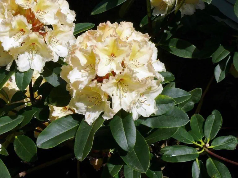 Photo of R. 'Patricia Jacob', Rhododendron Hybrid