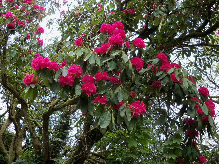Photo of R. 'Russellianum Group', Rhododendron Cultivar group