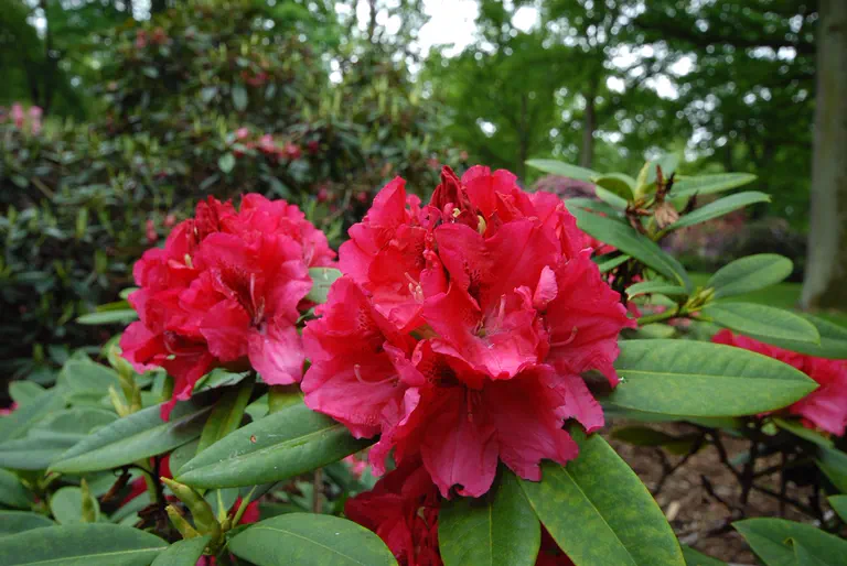 Photo of R. 'Marianne von Weizsäcker', Rhododendron Hybrid