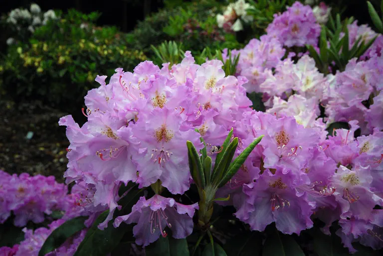 Photo of R. 'Sputnik', Rhododendron Hybrid