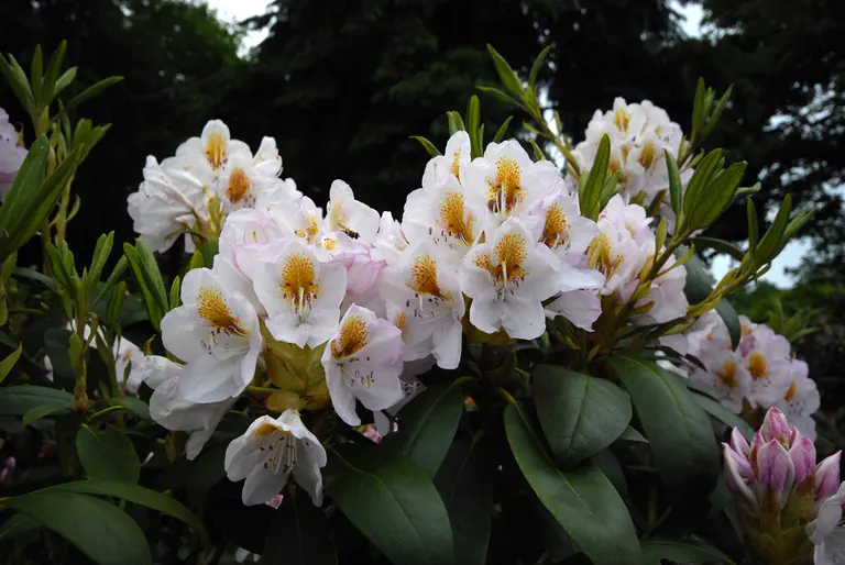 Photo of R. 'Sultana', Rhododendron Hybrid