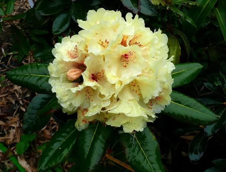 Photo of R. 'rex x Desert Gold X Goldprinz', Rhododendron Hybrid