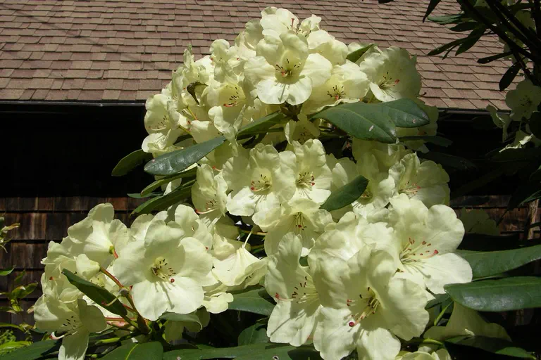 Photo of R. 'La Bar's White x fortunei X wardii', Rhododendron Hybrid